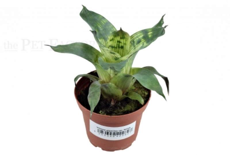 Vriesea gigantea var. NOVA